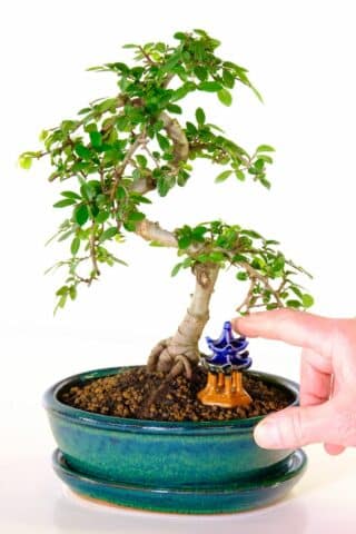 Beautiful hand styled Bonsai tree for sale with oriental temple