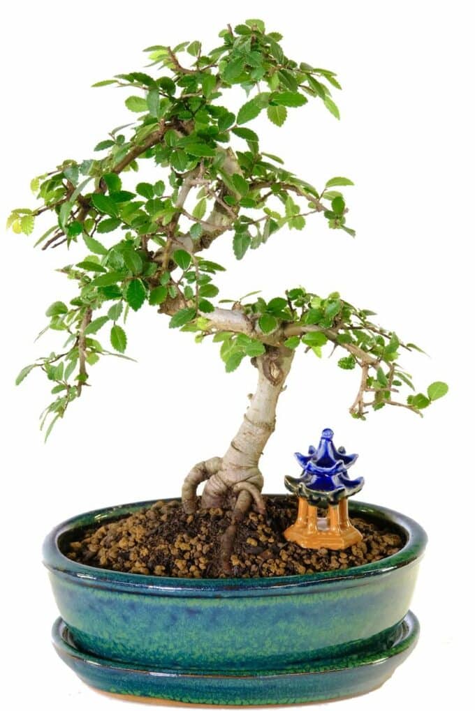 Top quality Premium Chinese elm bonsai with temple
