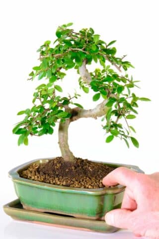 Excellence range Chinese Elm bonsai in apple green pot