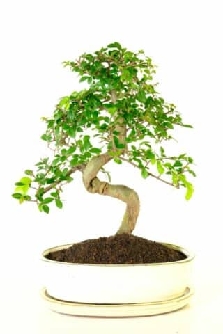 Excellence Range Mature Chinese elm - Ulmus parvifolia unique bonsai tree for sale