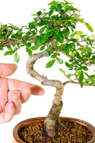 Close ups showing the twisty trunk of this bonsai and nebari