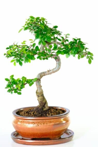 Supremely highly refined Chinese elm bonsai tree for sale