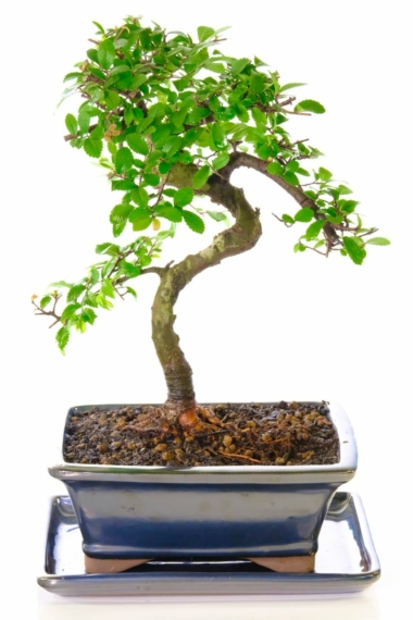 Supreme designed Chinese Elm bonsai for sale - Striking design