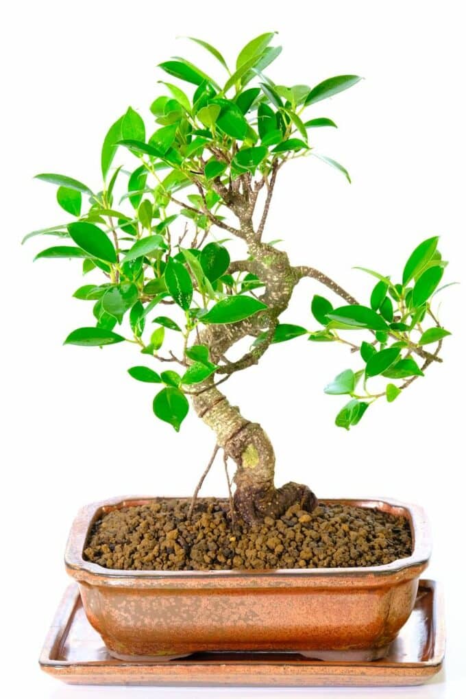 Supreme ficus retusa bonsai tre for sale in bronze pot