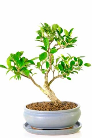Sensational Ficus retusa indoor bonsai tree | Wonderful easy care tree with stupendous design