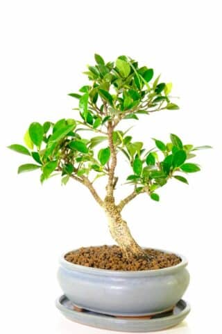 Silvery striations on this ficus banyan bonsai tree - exemplary bonsai