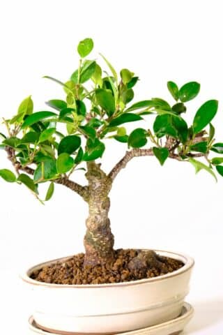 Lush leaves - easy care ficus retusa dwarf bonsai tree in cream pot