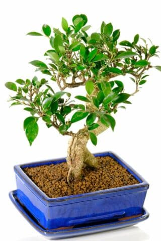 17 year old impressive ficus bonsai tree for sale with FRE delivery available