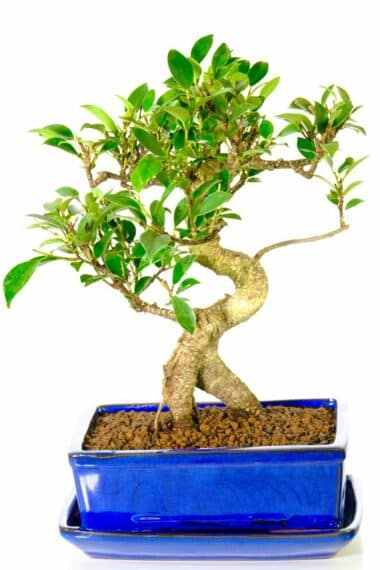 Ficus bonsai specimen with feature shari