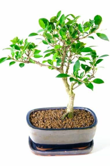 Beautifully creative Ficus indoor bonsai tree for sale in sleek black pot