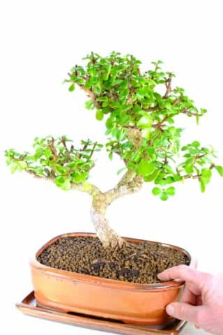 Jade Money tree bonsai in bronze bonsai pot