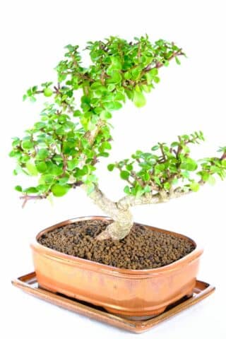 Portulacaria very easy care bonsai tree for sale