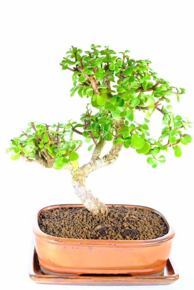 Supreme Money Plant bonsai tree for sale