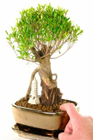 Flowering & fruiting mini bonsai with FREE delivery available