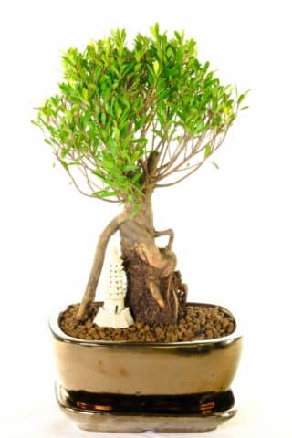 Roseapple bonsai - Syzgium individually photographed miniature bonsain with temple