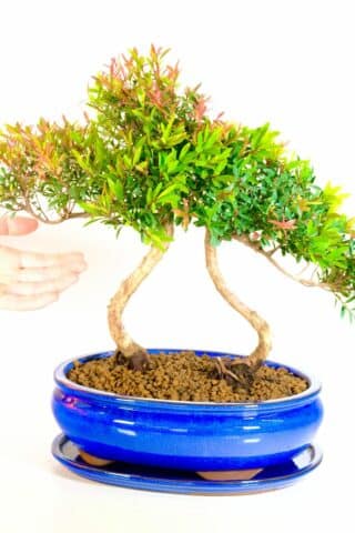 A gift of positive energy: Choose your preferred delivery date and add thoughtful extras, creating a personalized experience with our meticulously curated Syzygium Buxifolium bonsai duo