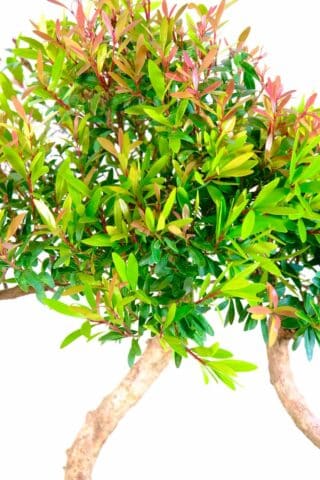 More than just bonsai: Beyond their visual charm, the Syzygium Buxifolium bonsai trees bring profound symbolism, embodying love, good fortune, long life, and joyful living