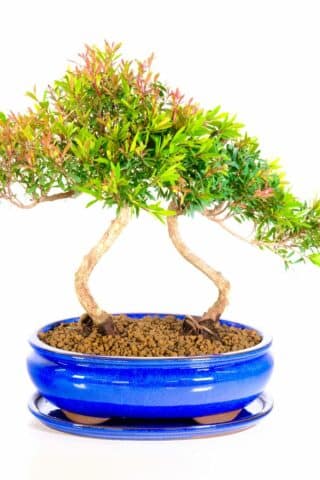 Capturing the essence of tranquility: A mesmerizing duo of Syzygium Buxifolium bonsai trees in a stunning blue pot, each with its own unique allure