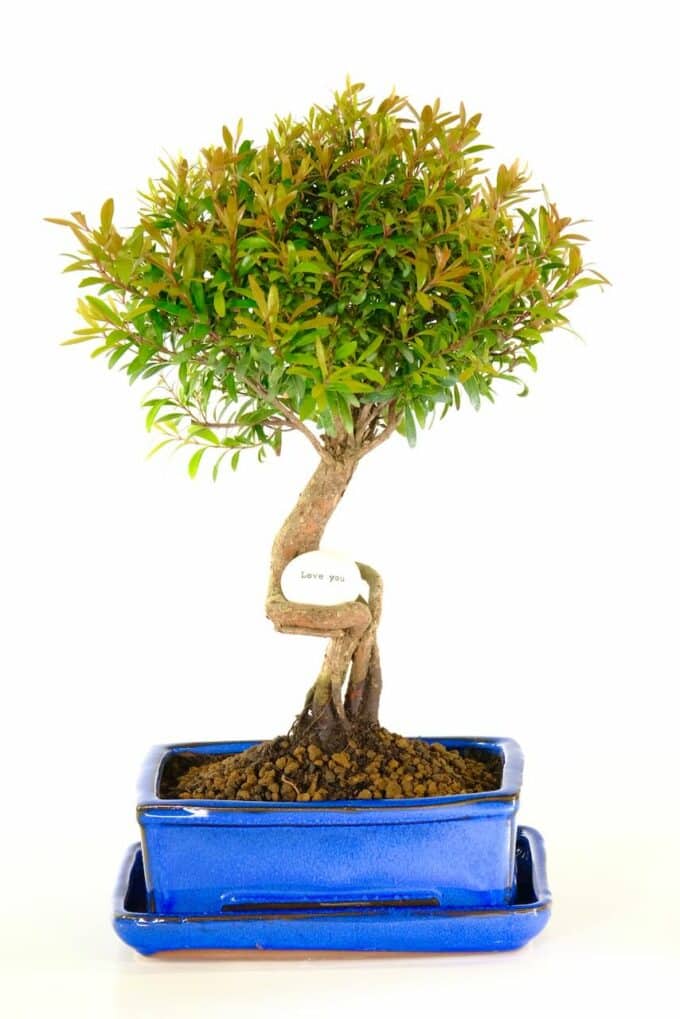 Incredible flowering Syzygium bonsai for sale with 'love you' pebble
