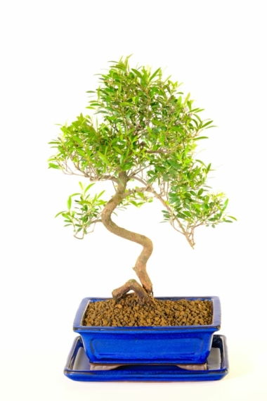 Phenomenal larger Syzygium easy care bonsai - individually photographed