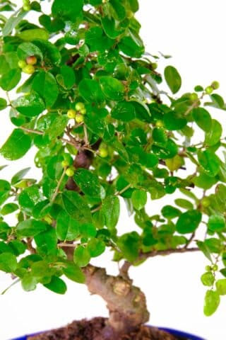 Close up of the leaves and fruits off the sageretia bonsai tree