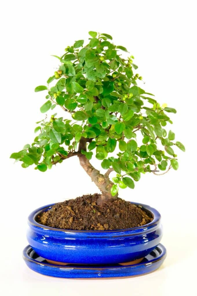 Sageretia bonsai tree for sale - Stunningly beautiful in blue pot