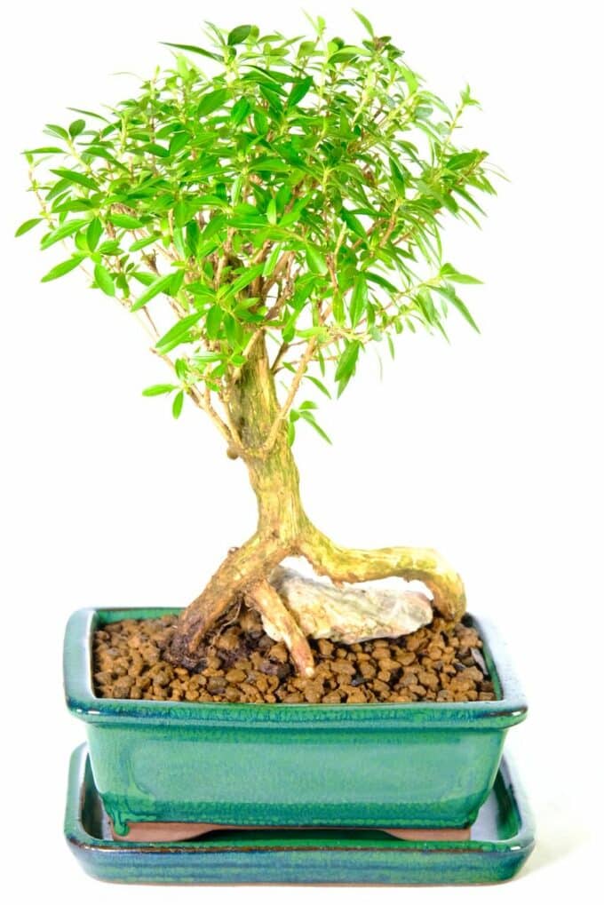 Woodland-style flowering Serissa foetida bonsai tree for sale UK