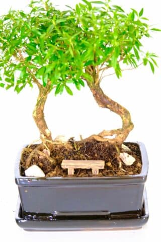 Dive into the mesmerizing world of bonsai with our enchanting Valentine's Harmony - the Bonsai Twin Tree of a Thousand Stars, a graceful duo exuding elegance and beauty