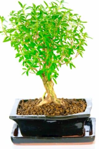 Sensational flowering Serissa foetida bonsai tree for sale UK