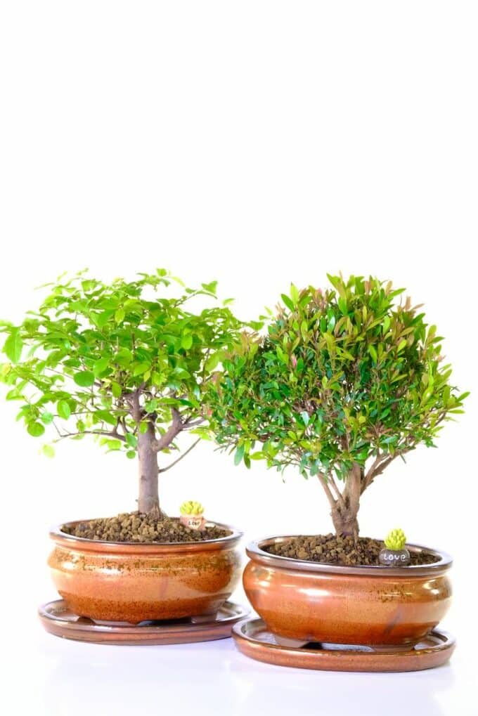 Pretty pair of twin bonsai - Perfect for Valentine's Day!