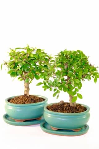 Woodland style, six year old bonsai tree pair
