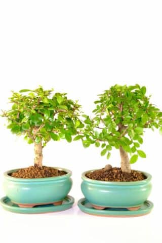 The perfect bonsai gift for a couple. Two well-balanced bonsai trees in Jade coloured pots