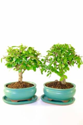 Twin bonsai trees in Jade, oval ceramic pots with matching drip trays and free delivery