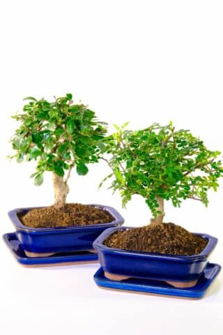 Charming, miniature twin bonsai sets, featuring fragrance and flowery varieties