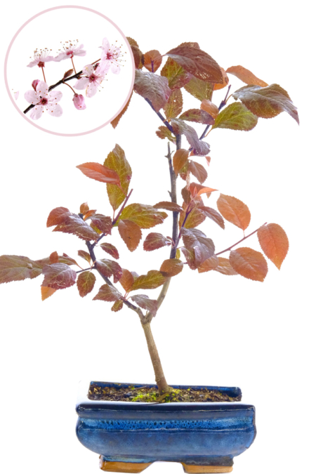 Purple cherry blossom bonsai tree with pink flowers