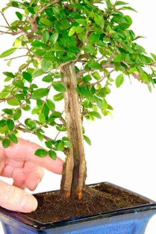 Beginners bonsai for sale with feature Shari trunk