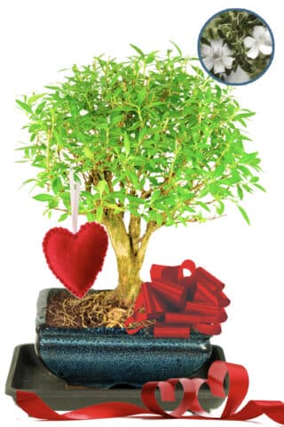 Pretty Flowering Valentine's Gift - Tree of a Thousand Stars