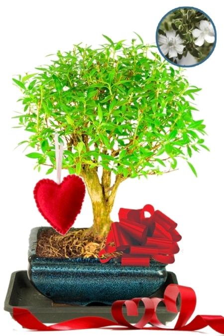 Pretty Flowering Valentine's Gift - Tree of a Thousand Stars