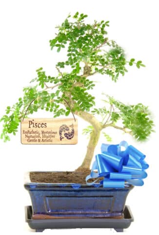 Pisces gift - Zesty Pepper bonsai gift, all star signs available!