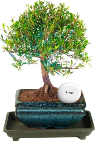 Virgo birthday gifts - Zodiac gifts for all star-signs! This is a fruiting & flowering Myrtle bonsai