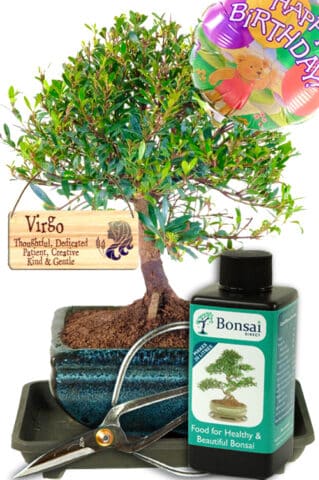 Star sign gift - Fruiting & flowering Roseapple Myrtle birthday bonsai gift set
