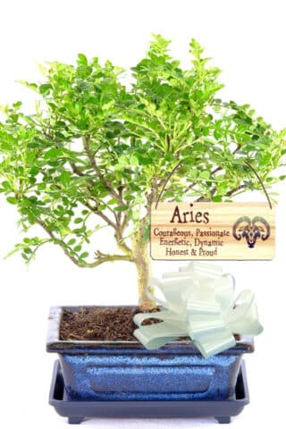 Fragrant astrology gifts - Aromatic pepper bonsai UK
