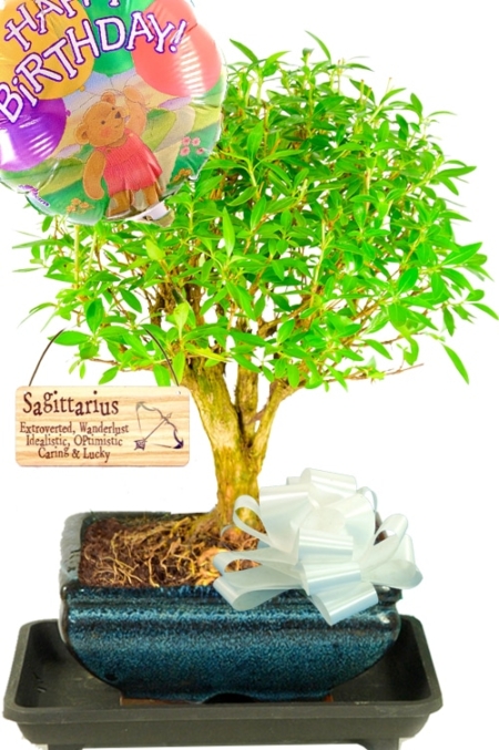 Star sign gift - Flowering Tree of a Thousand Stars bonsai with tag & balloon