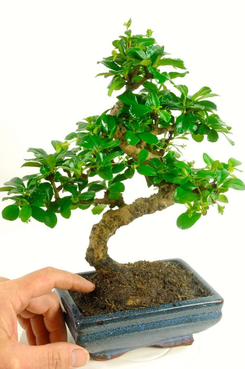 bonsai plant care