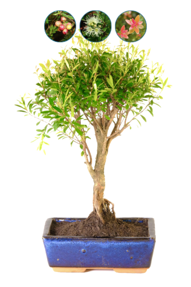 Stunning Broom style myrtle bonsai - flowering and fruiting syzygium buxifolium