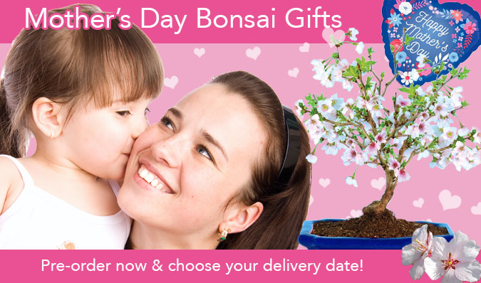Mothers Day Bonsai Tree Gifts for Sale
