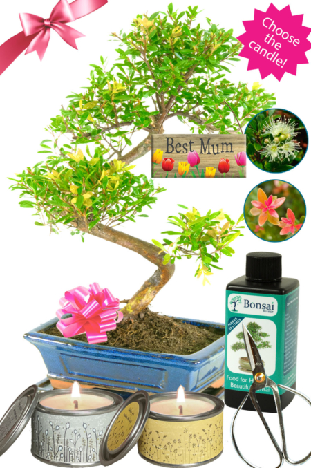 The Ultimate Mother's Day Fruiting & Flowering Bonsai Gift | Choose Your Candle!