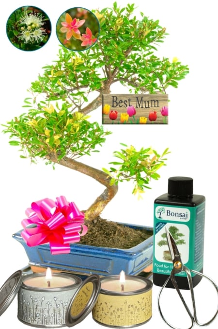 The ultimate fruiting & flowering Mother's Day bonsai gift!