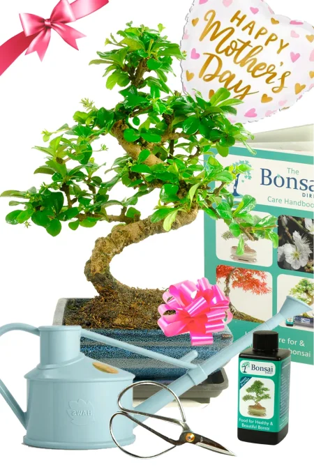 Outstanding Twisty Flowering Tea Tree Bonsai Kit - Mother's Day Gifts | BEST BUY SAVE 20%