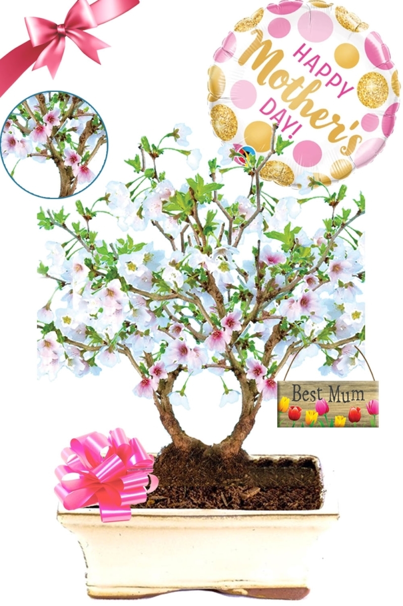 Incredible twin cherry blossom bonsai tree gift for mothers day